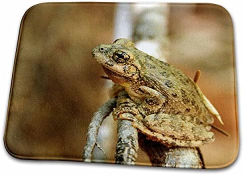 3 Дървесна жаба в каньона Роза, каньон Колаб, северна каролина Зайон, UT - US45... - Постелки за баня (rug-94832-1)