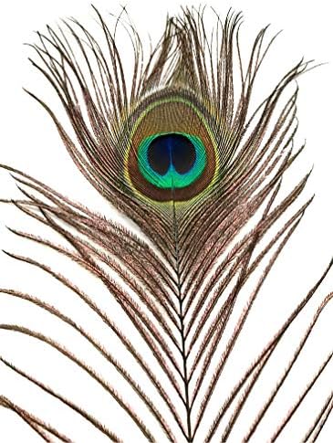 Американски Пера, премахване на крайните Пера на Пауна с очите 30-35 инча (25)