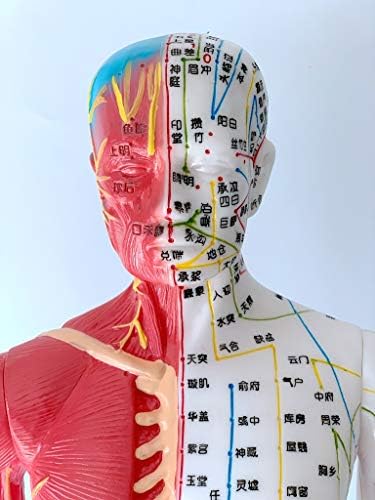 Модел акупунктура човек FHUILI Модел на акупунктурните точки на Меридиана на Човешкото тяло 60 см Модел на