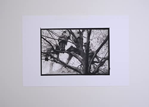 Дърво 1991 - Разпечатки от платина и паладий
