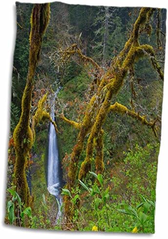 3дРоуз, САЩ, щата Орегон, пролом Колумбия. Водопади Лоувит и Фаун Лили, Eagle Creek. - Кърпи (twl-190424-3)