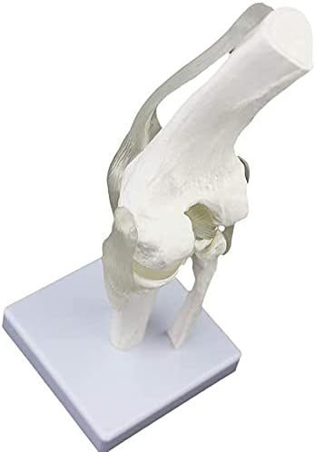 Модел на човешки Орган NIANXINN Здрава Анатомическая Модел на Скелета Модел на Колянната Става Проучване Анатомична