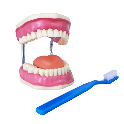 Модел на грижа за зъбите Evotech Грижи, С Гигантска Четка за зъби, Демонстрационен Модел на Обучение, Грижа За Зъбите На