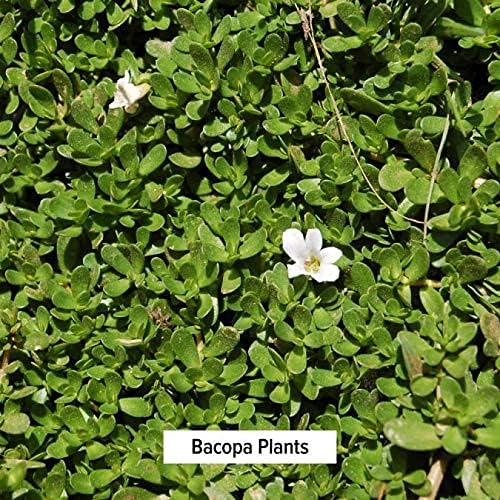Banyan Растителни Прах Бакопы, 1 килограм - USDA Organic - Bacopa монньера - Аюрведическая билка за памет и концентрация