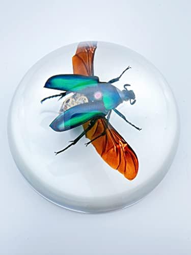 Проба на насекоми в стил Steampunk, бръмбар скарабей, Жесткокрылые, Научно-Образователен Модел, Кехлибар От
