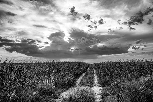 Принт снимка на страната (без рамка) Черно-бяло Изображение Тъпкан пътеки на Кукурузном поле, който води до Голям Небето