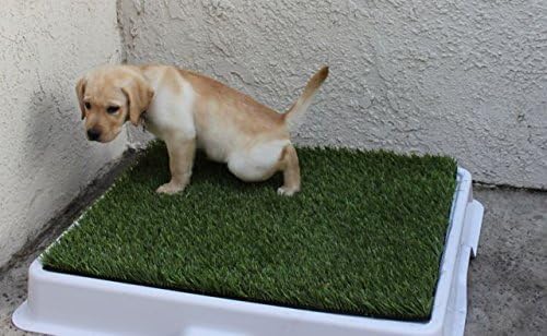 Билка кучета ЗЛАТЕН ЛУНАТА е Изкуствена, подложка Урината билки Кучета за отглеждане на Закрито На Открито