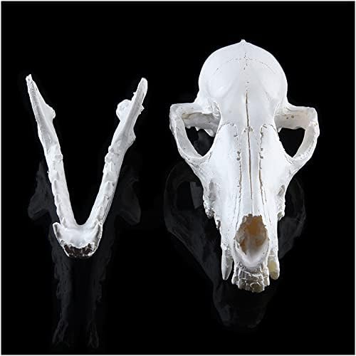 Модел на Черепа на Лисици ZMX - Образователна Модел на Черепа на Животното, Главата, Модел на Скелета, Изделия от Смола, Имитация на Настоящия Образец на Черепа Лисици