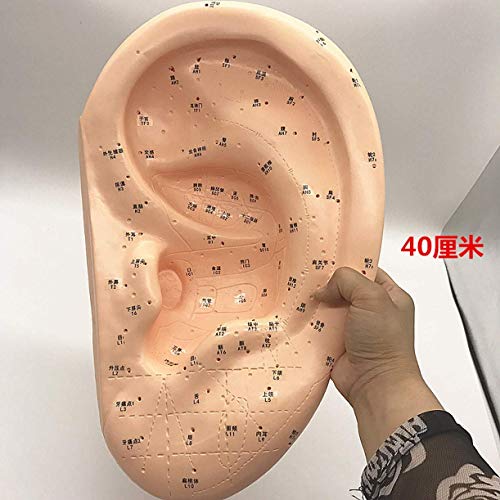Модел за акупунктура, Китайска медицина CHENGYIDA - Модел за Акупунктура ушите 40 см, Модел за масаж на акупунктурни Точки