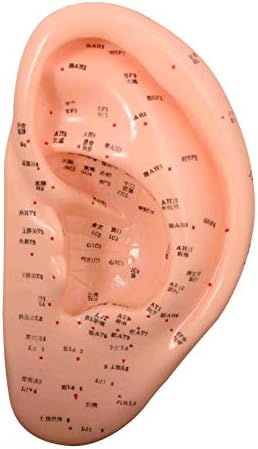Анатомическая модел на Професионално Здравно Акупунктурного ухото 22 См 9IT-095 ARTMED