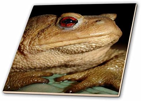 3D Фотография, обща европейска жаба Bufo Bufo близък план - фрагменти (ct_353049_1)