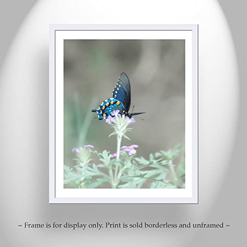 Арт Принт за снимки на пеперуди със Синьо Ласточкиным Опашка