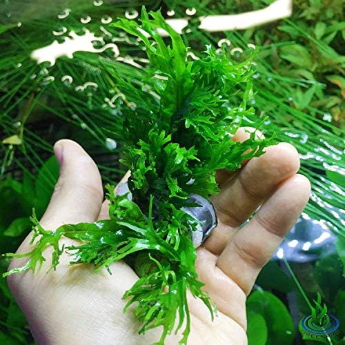 Greenpro Java Fern Winderlov 3 връзки Живи Сладководни Тропически Аквариум Среден Размер Растение за Декорация на Аквариум