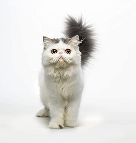 Средство за отстраняване на петна Eye Envy Сълза за котки | Естествена и безопасна | Препоръчва животновъди / ветеринарни