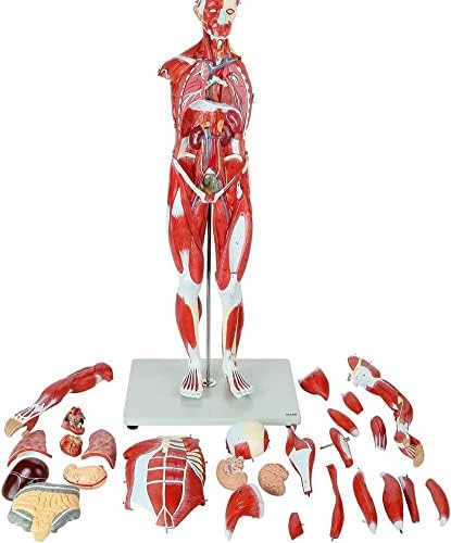 Модел на Разпределение на мускулите SHENGANG, 80-см Модел на Мускулите на Човешкото Тяло, с Вътрешни органи, Анатомическая